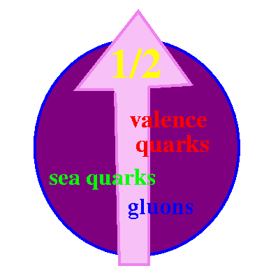 [Proton: quarks, gluons, sea quarks.]