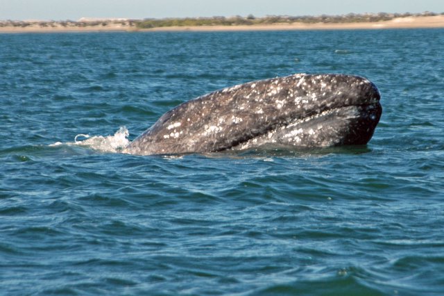 A baby gray whale