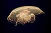 Tours and Sightseeing: Jellyfish