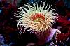 Tours and Sightseeing: Sea Anemone