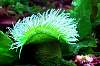 Tours and Sightseeing: Sea Anemone