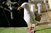 Tours and Sightseeing: Seagull