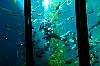 Tours and Sightseeing: Diver in kelp forest display