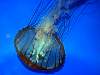 Tours and Sightseeing: Jellyfish