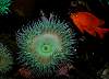 Tours and Sightseeing: Green anemone and red goldfish